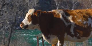 小牛看着摄像机。奶牛农场牧场