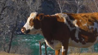 小牛看着摄像机。奶牛农场牧场视频素材模板下载
