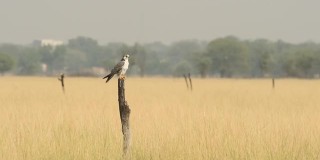 广角拍摄的Laggar或lugger或Falco jugger栖息与一个眼睛接触在冬天的早晨在tal chhapar黑羚保护区印度拉贾斯坦邦
