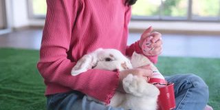 亚洲小女孩坐在她的家的客厅里，和小白兔一起玩耍，有时还亲吻小白兔