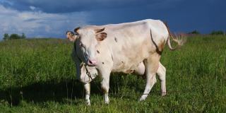 绿草地上的一群奶牛。