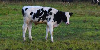 绿草地上的一群奶牛。