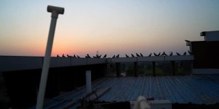 鸽子或家鸽或家鸽或岩鸽或岩鸽在屋顶。日落时分，一群鸽子坐在露台上。
