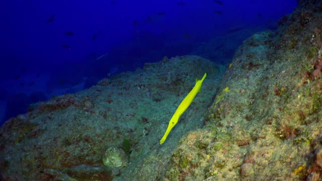长笛鱼和黄色条纹喀什米尔笛鲷在寻找食物。