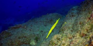 长笛鱼和黄色条纹喀什米尔笛鲷在寻找食物。