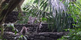 印度尼西亚热带森林中的猴子科。