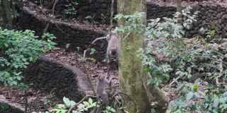 在印度尼西亚热带森林的藤本植物上，猴子家族正在打斗。