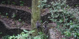 印度尼西亚热带森林藤本植物上的小猴子家庭。
