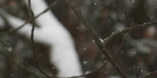 落在城市树上的雪(超级慢镜头)