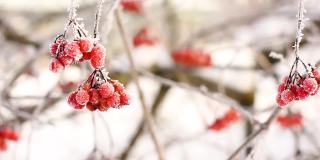 冬天的雪下冻住了荚蒾。雪中的荚蒾。红色的浆果。美妙的冬天。