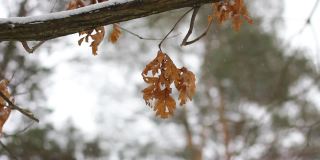 橡树在冬天的树上长着棕色的叶子。冬天树上美丽的冬枫絮。可爱的冬天