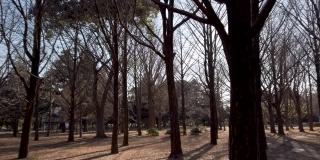 日本东京代代木公园阳光下的树叶。