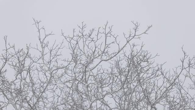 树枝从风和雪中移动