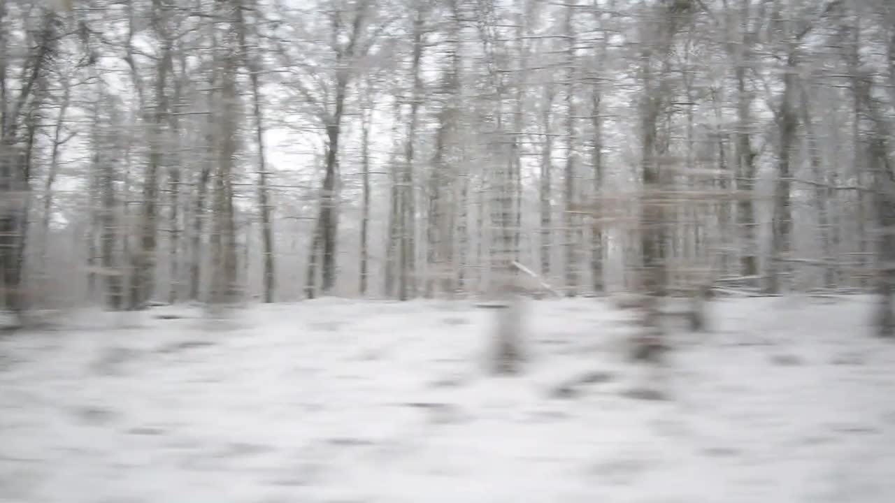 冬日森林中行驶的火车窗外的景色