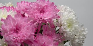 一束美丽的花。三八妇女节娇嫩菊花。情人节的礼物2月14日。卖鲜花，花店。
