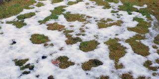 雪景前院美丽的自然景观。在阳光明媚的春日里，小草在白雪下，绿草如茵。瑞典。