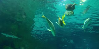 一群长着黄色鳍的银色大鱼在蓝色的水里游来游去，近距离观察水下世界