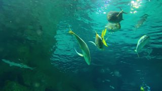 一群长着黄色鳍的银色大鱼在蓝色的水里游来游去，近距离观察水下世界视频素材模板下载