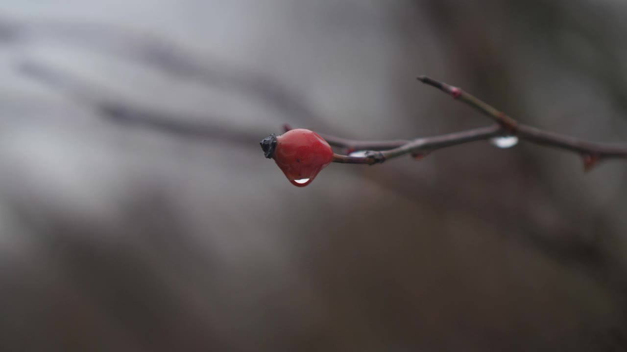 玫瑰果枝上滴着一滴雨。枝上的玫瑰果。一滴融化的雪落在玫瑰上。电影4 k