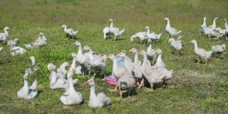 一群可爱的小白鹅在阳光明媚的夏日乡村风景中欢快地漫步。红色的饮酒者。高收益的效果。4 k的决议
