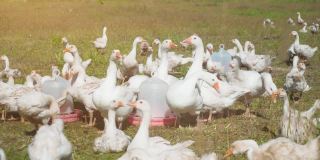 一群可爱的小白鹅在阳光明媚的夏日乡村风景中欢快地漫步。红色的饮酒者。高收益的效果。4 k的决议