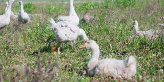 一群可爱的小白鹅在阳光明媚的夏日乡村风景中欢快地漫步。高收益的效果。4 k的决议