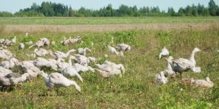 一群可爱的小白鹅在阳光明媚的夏日乡村风景中欢快地漫步。高收益的效果。4 k的决议