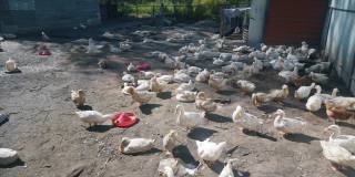 乡下农场的院子里散步着许多白鹅。他们用红色的饮水碗喝水。养鸭以获得肉。商业农业概念。高质量4k镜头