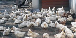 乡下农场的院子里散步着许多白鹅。养鸭以获得肉。商业农业概念。高质量4k镜头