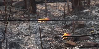 森林大火(野火)靠近高速公路仍在燃烧冒烟，使空气污染和破坏通信电缆