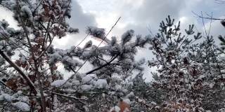 雪花落在冷杉树枝上。雪从森林里的松树树枝上落下。圣诞假期冬季背景