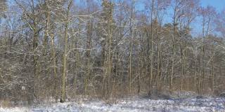 皑皑白雪覆盖的森林边后新下一场雪