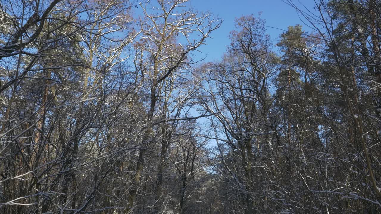 白雪覆盖的树枝在一个晴朗的日子与蓝天