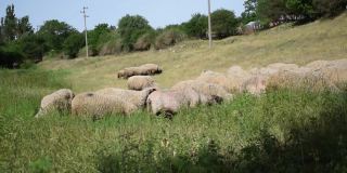 夏日里，一群羊在山上吃草。农场动物的概念。