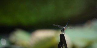 蜻蜓在模糊的背景下缓慢飞行