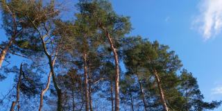 高大的松树映衬着清澈的蓝天。喀尔巴阡山脉。挪威的云杉森林创造了健康的小气候和优美的景观。清新空气疗愈属性，家庭主动休息，度假4K。
