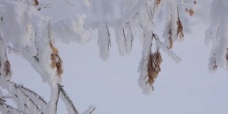 白雪覆盖的树枝特写。冬季自然景观的微距摄影。