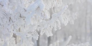 白雪覆盖的树枝特写。冬季自然景观的微距摄影。