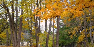 秋天五颜六色的背景，秋天的背景。秋天的树叶在树上