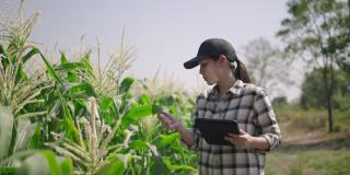 农民在智能农场中使用数字平板电脑