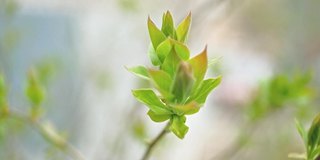 枝顶开芽，嫩绿叶子