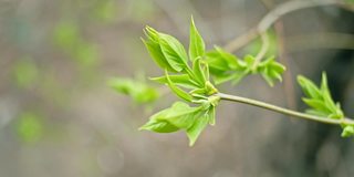 春天刚发芽的嫩叶