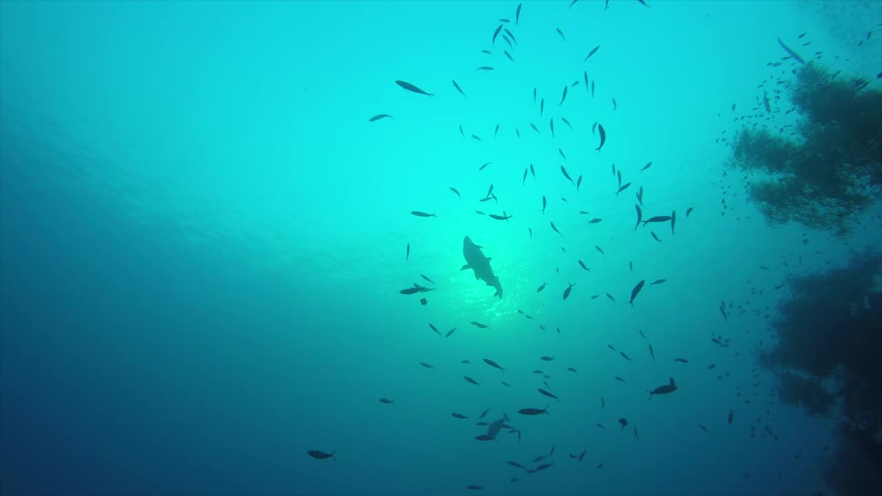 潜水穿过沉船和周围的海洋生物