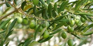 橄榄树和绿色成熟的橄榄在橄榄花园里。绿色的橄榄树被阳光照亮，在风中轻轻摆动。慢动作镜头