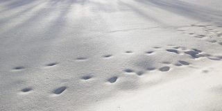 白雪覆盖的田野上有脚印和树的影子