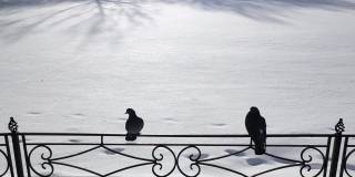 冬天，一对灰色的鸽子在白雪背景下栖息在篱笆上