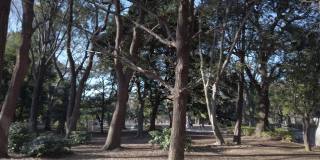 日本东京代代木公园阳光下的树叶。