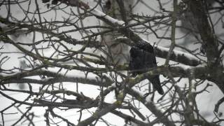 一只乌鸦在一场大雪中坐在树上视频素材模板下载