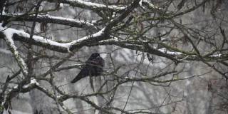 一只乌鸦在一场大雪中坐在树上