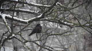 一只乌鸦在一场大雪中坐在树上视频素材模板下载